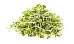 Kiełki